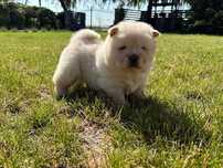 Chow chow czau czau
