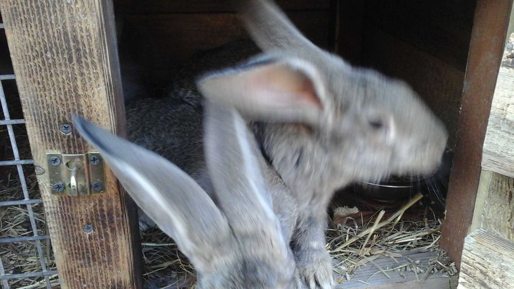 Sprzedam kruliki belgi szare itermandzkie białe