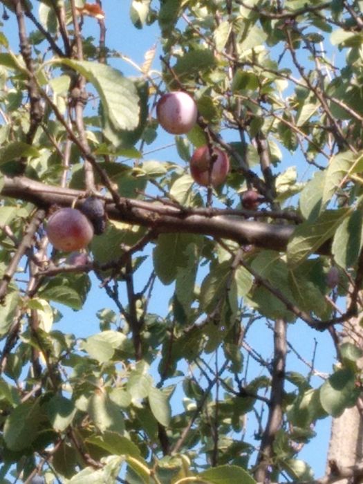 Продам дачу Карачуны