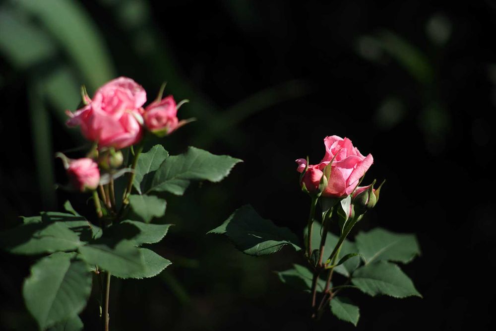 m42 S.M.C. Takumar 135/2,5 різьбовий світлосильний портретник/телевик