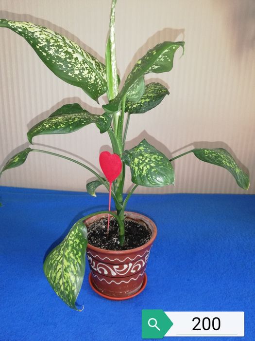 Кімнатна квітка діфенбахія