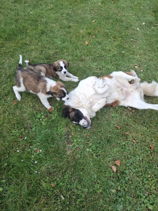 Szczenię Bernardyn suczka