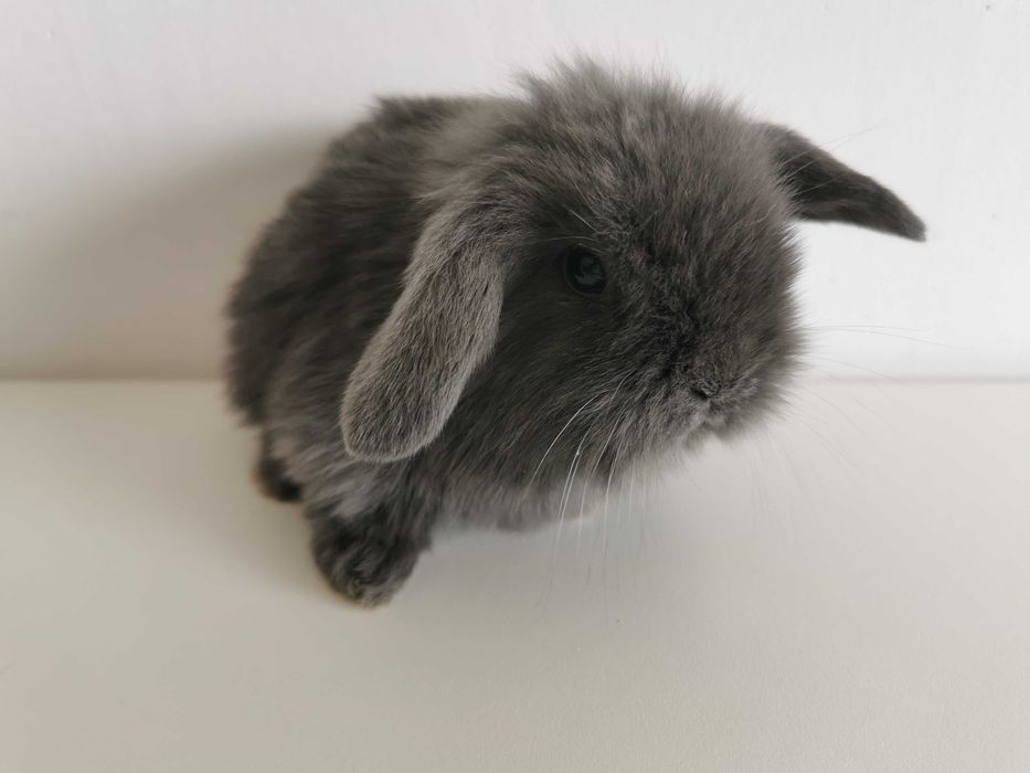 Kit de Coelhos anões mini hôlandes e mini toy