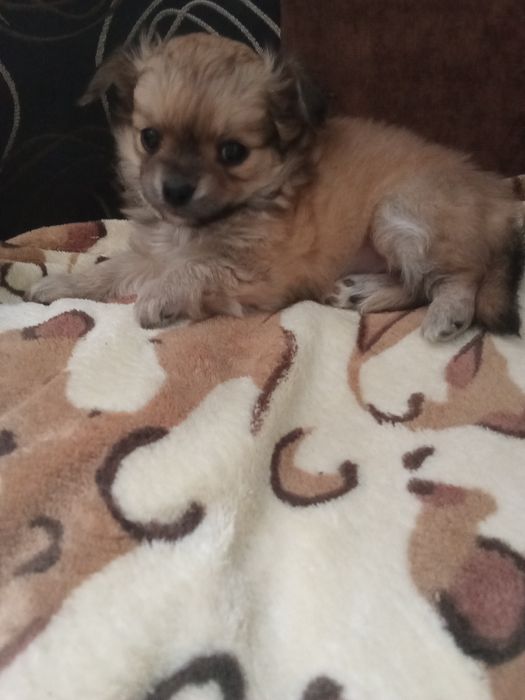 Długowłosy piesek chihuahua