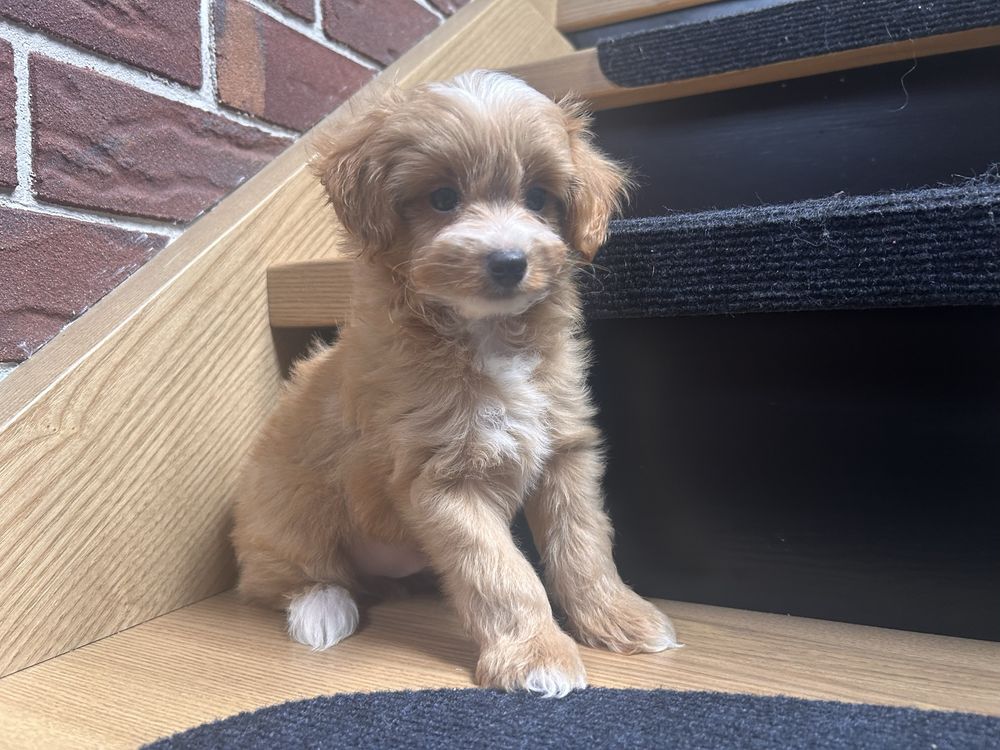 Maltipoo piesek f1