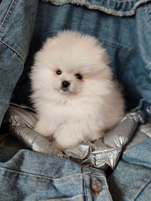 Мальчик шпицулька мини