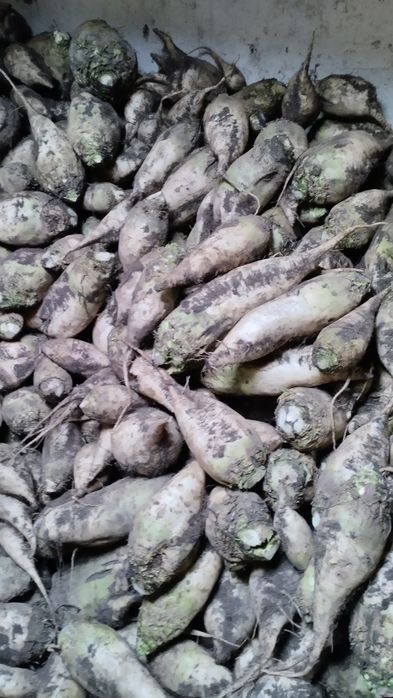 Продам кормовый буряк