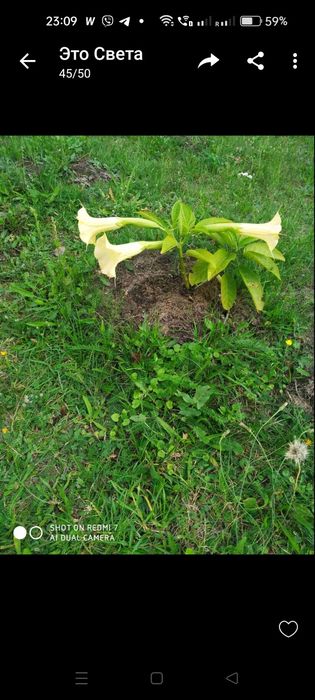 Бругмансия белая ,жёлтая, розовая