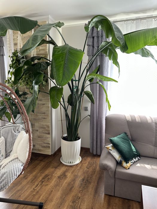 Strelicja nicolai gigantyczna