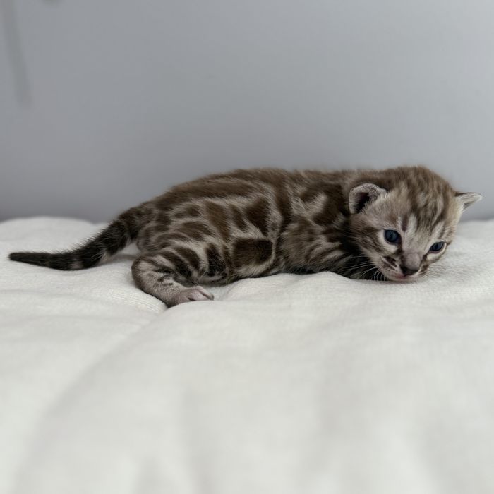 Kot bengalski Silver Sepia TICA