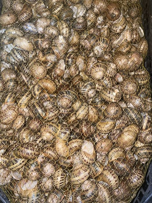 Равлик helix aspersa muller