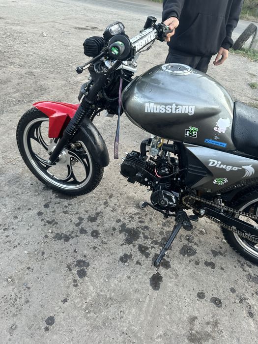 Продам альфа мото дельта мусстанг динго