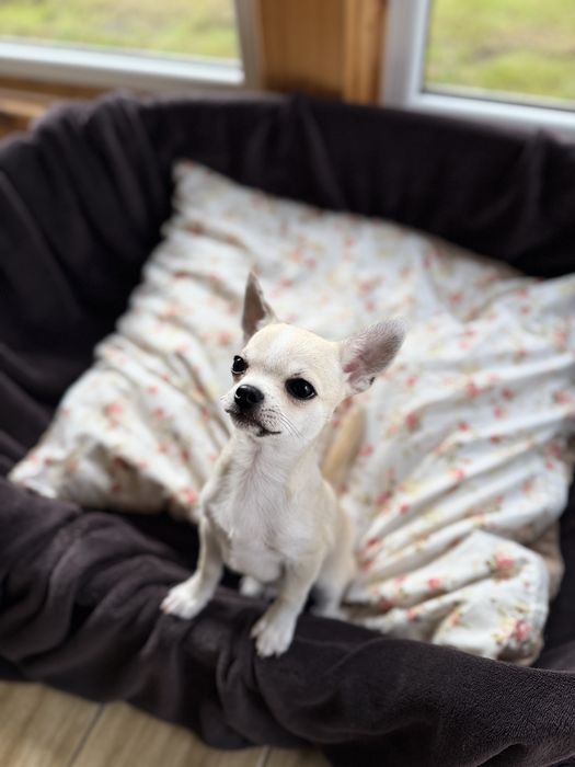 Chihuahua krótkowłosy