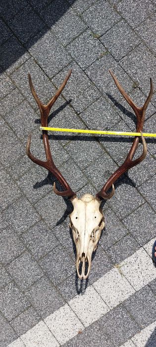Poroże, wieniec jelenia z czaszką