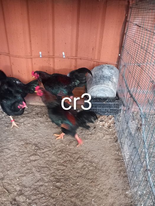 Índio  gigante cr3 ....