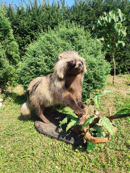 Чучело єнотного пса