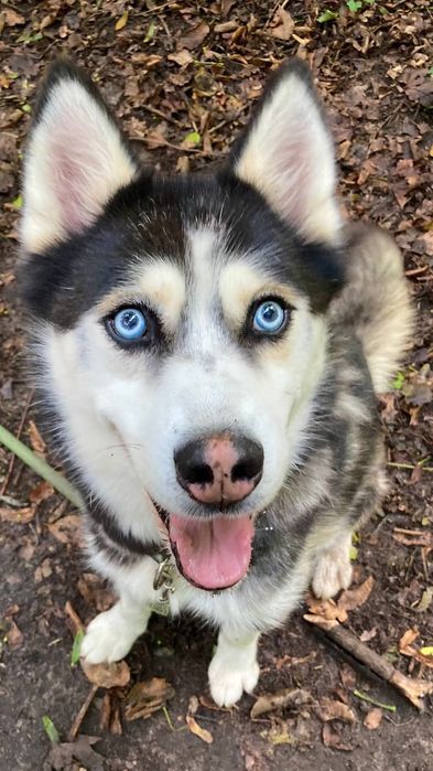 Grubson w typie Husky do odpowiedzianej adopcji