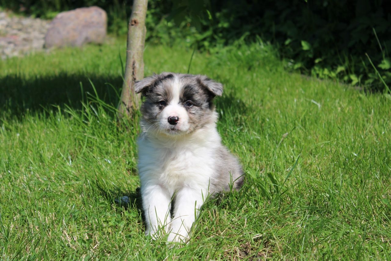 GOTOWE DO ODBIORU! Border collie suczka blue merle