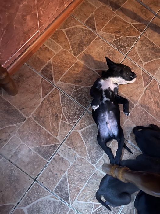 Кане корсики щенки