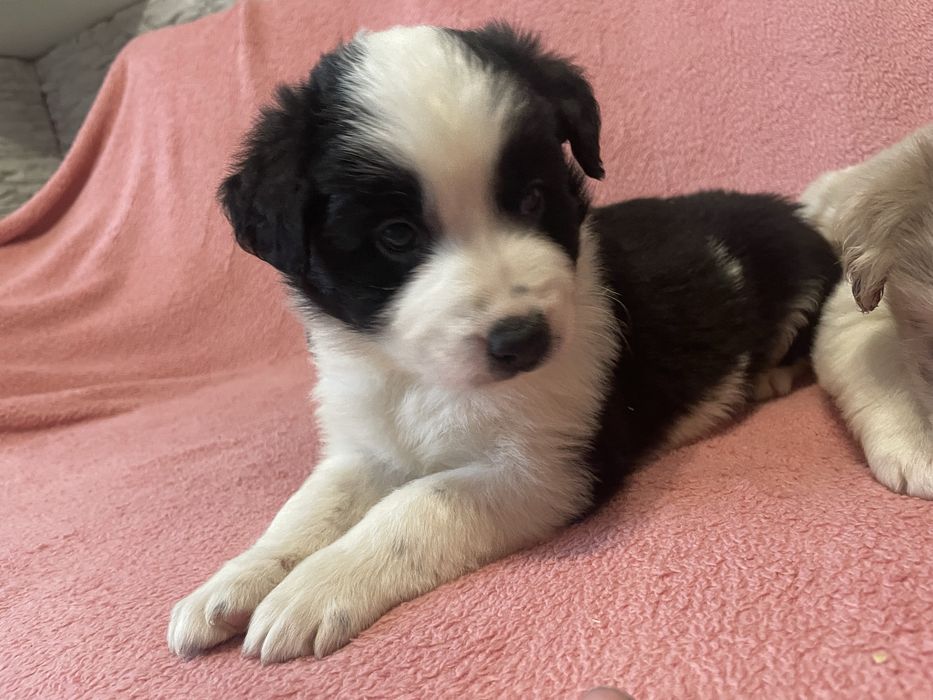 Border collie chłopiec