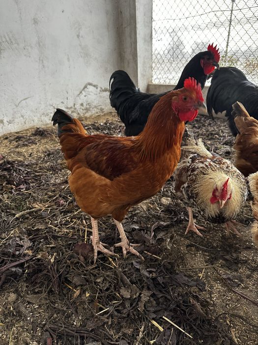 Koguty rasowe „Rosa”z Czerwca 2025