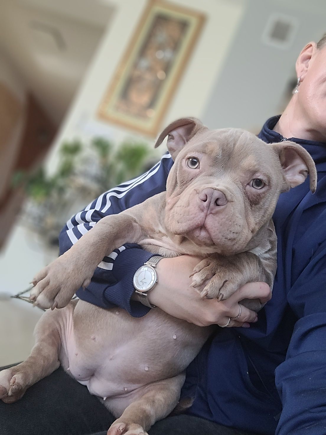 American bully suczka Cowboy Louis-v