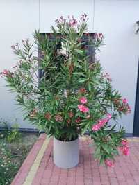 Oleander ogrodowy