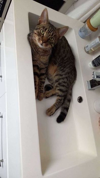 Zaginął Kot Gustaw