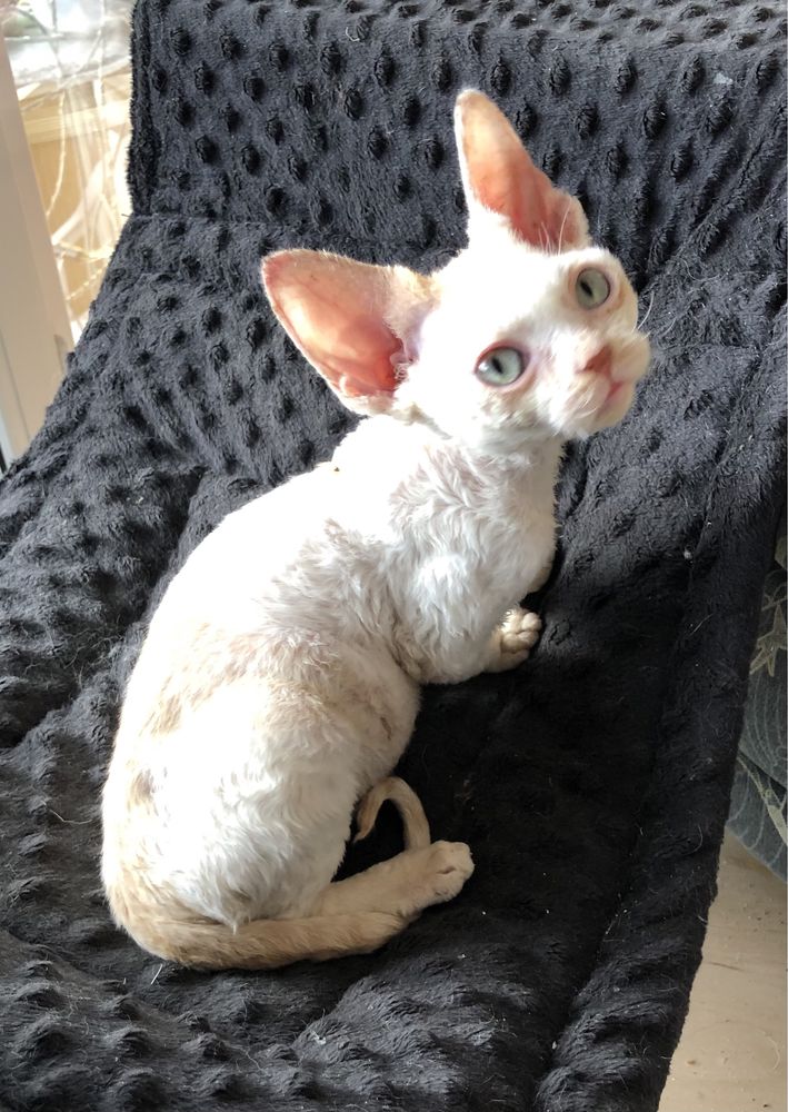 Kocurek devon rex