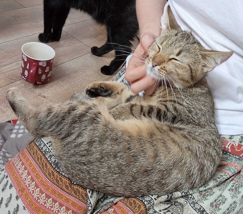 Kotki przytulaski do adopcji