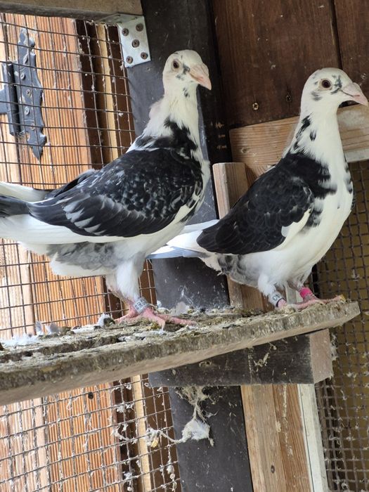 Gołebie Staropolskie