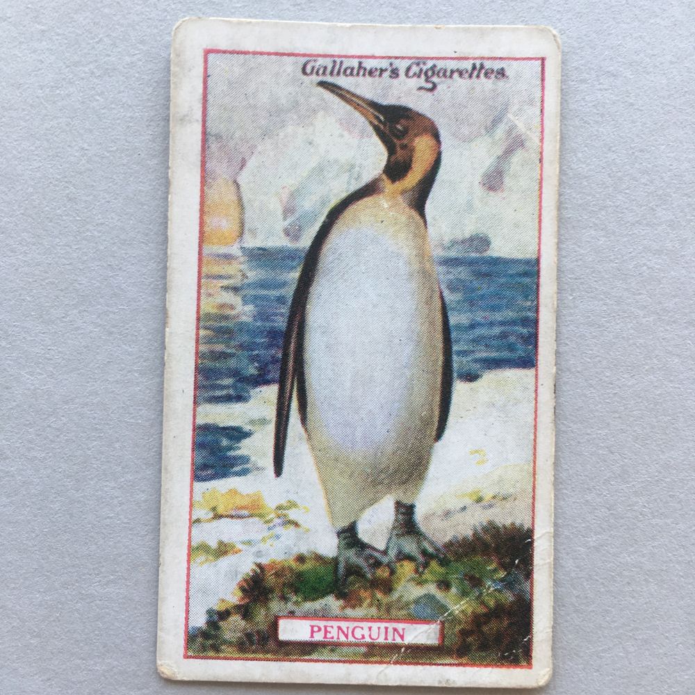 Série 100 cigarette cards: Gallagher, 1921 Animals and Birds of Commercial Value