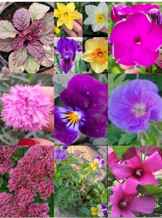 Акебия лиана, жимолость глицини, кампис, роза, мн