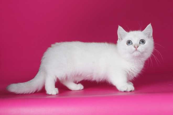 Кошенята породи манчкін, з коротенькими ніжками