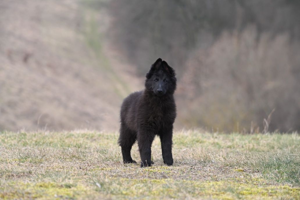 Owczarek belgijski groenendael nie niemiecki