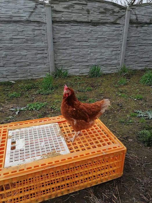 Kury lohmann Sandy 30zł Messa 30zł  z jakiem dowóz od 20 sztuk