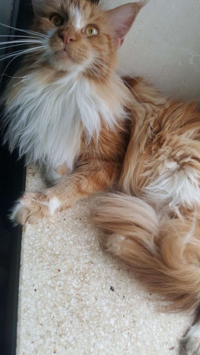 Ruda kotka Maine Coon