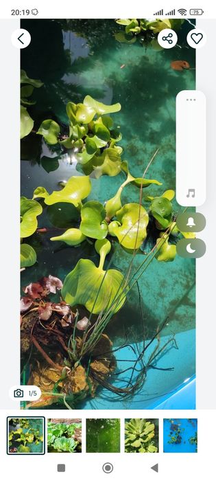 Plantas aquática de água doce para lago ou para interior ou exterior