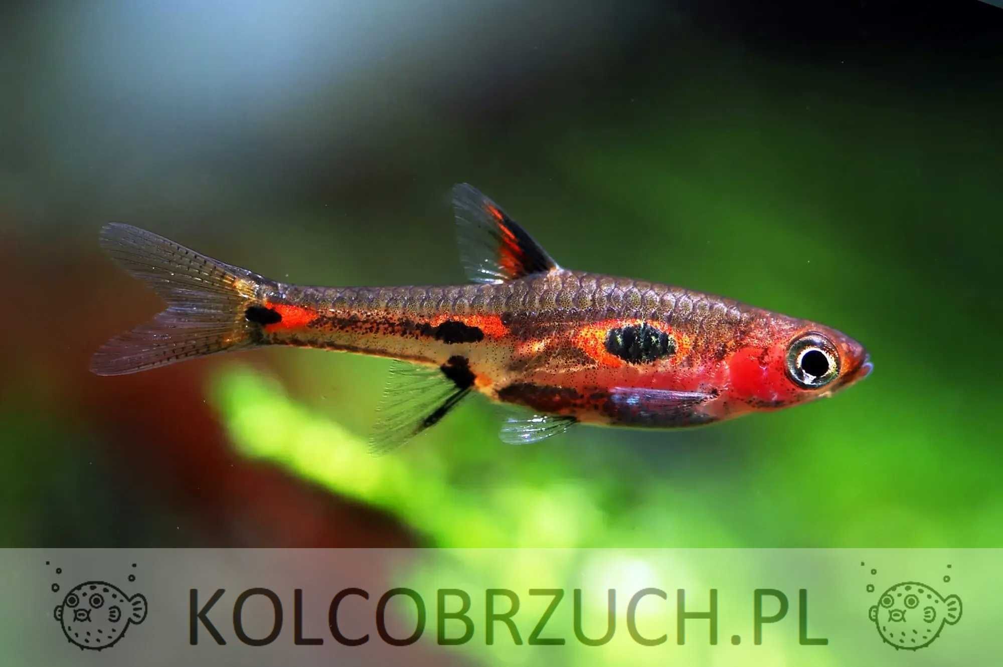 Razbora merah - Boraras merah - Rasbora - dowóz, wysyłka