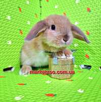 Мини кролик вислоухий баранчик рудий mini lop