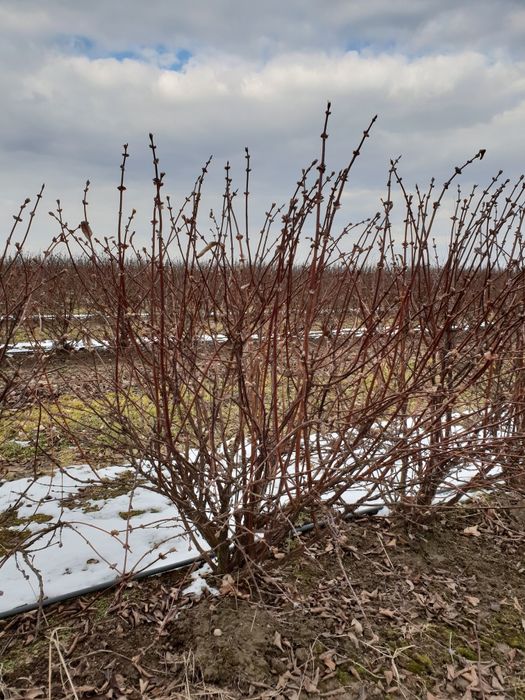 Jagoda kamczacka - krzewy / sadzonki