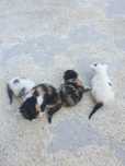 Dou Gatinhos para adopção