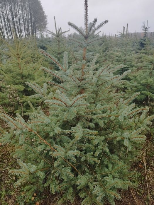 Świerk Srebrny Hurt i Detal