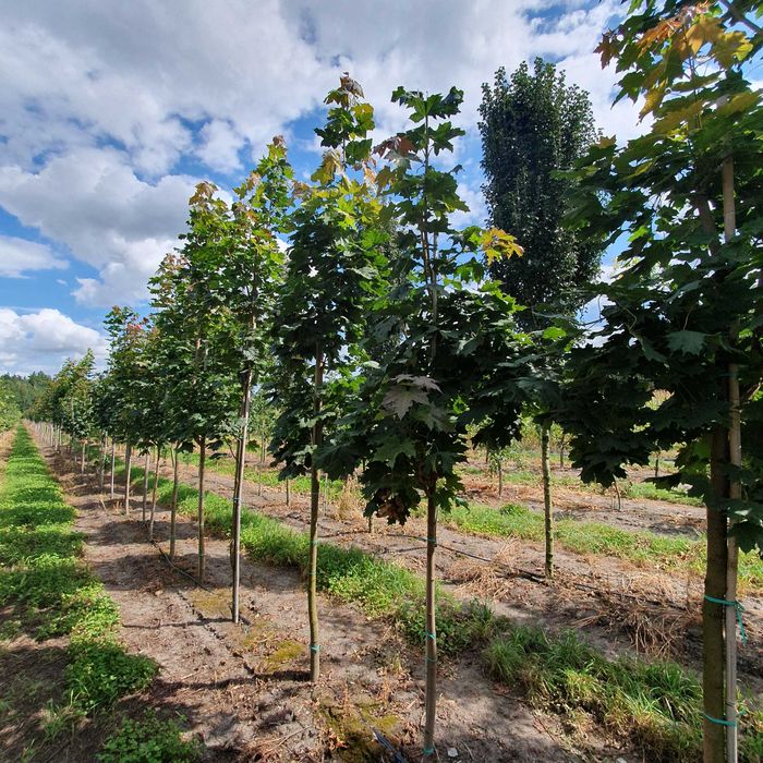 Drzewa alejowe -Klon pospolity, Lipa drobnolistna, Brzoza