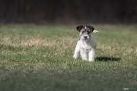 Jack Russell Terrier - suczka z rodowodem ZKwP - FCI