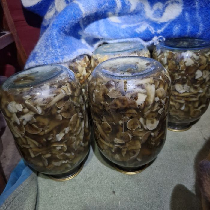 Мариновані гриби опеньки 2025р.