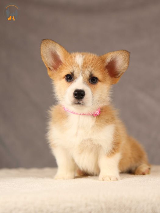 Welsh Corgi Pembroke po Championie Polski