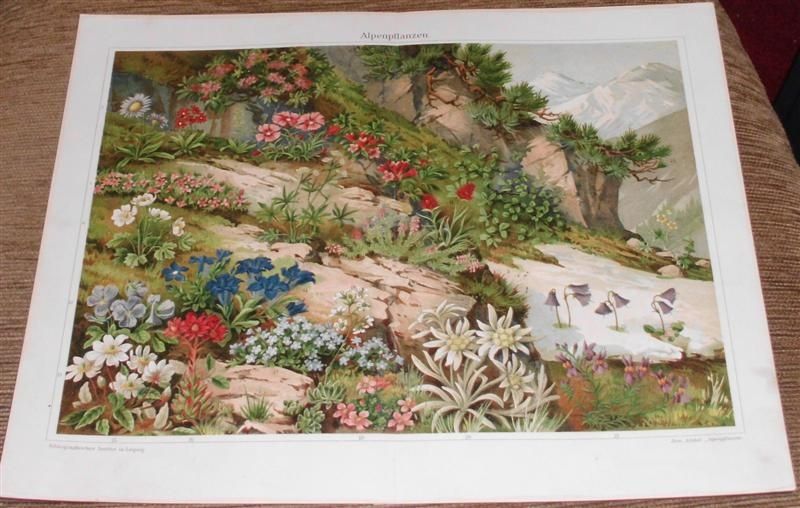 1898 r. Kwiaty piękne oryginalne XIX w. grafiki do wystroju wnętrza