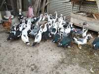 Vendo Patos Mudos