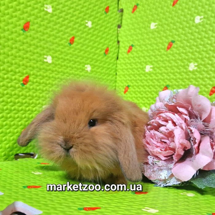Мини mini lop кролик вислоухий баранчик руденький